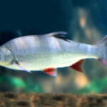 1598028650_76_leuciscus-idus—blue—blue-orfe