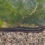 16038_Misgurnus_fossilis