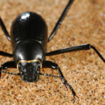 Onymacris unguicularis