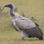 2012-white-backed-vulture