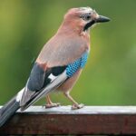 2560px-Garrulus_glandarius_B_Luc_Viatour