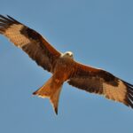 2560px-Milvus_milvus_Jura