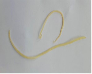 Toxocara malaysiensis