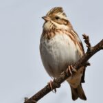 33641-629875-1-ze-strnada-rolniho-emberiza-rustica-se-vylepsovaci-cinnosti-ceske-nazvoslovne-komise-stal-strnad-tajgovy