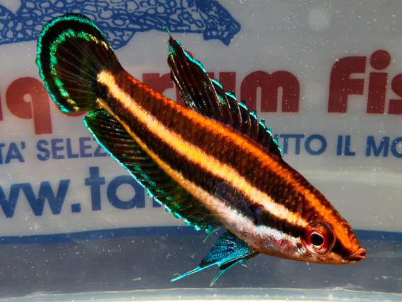 Parosphromenus sumatranus
