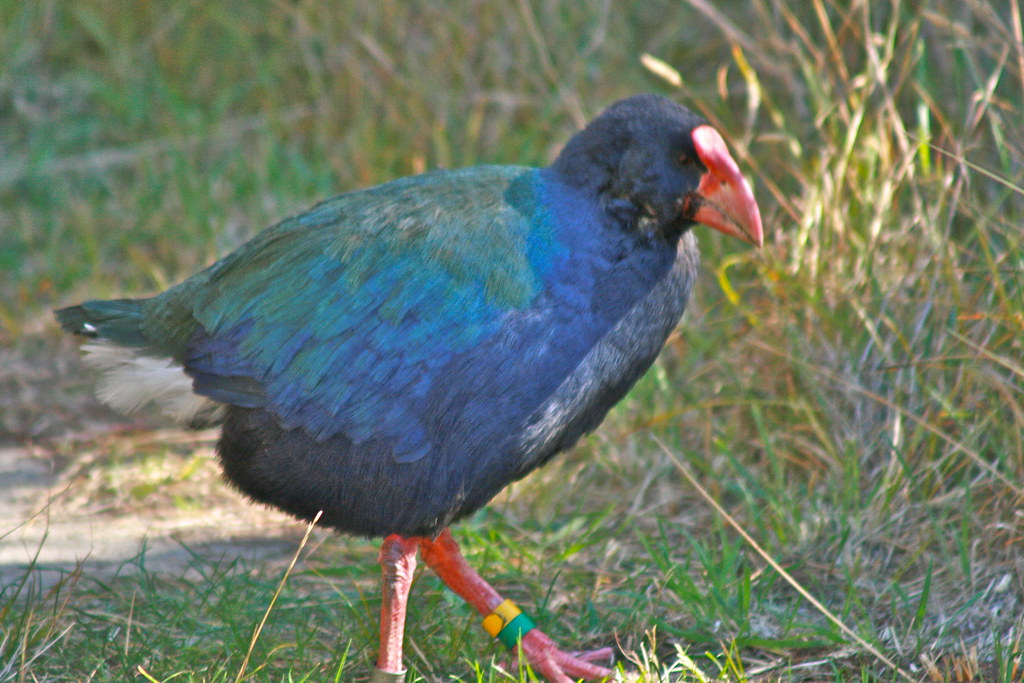 Slípka takahe