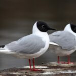 4576585641_853169ef7a_b