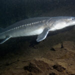 White sturgeon