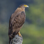 49829038647_4f9157ecef_b