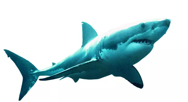 Megalodon