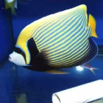 579_pomacanthus-imperator-adult-pomec-cisarsky.jpg