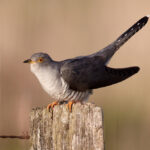 62bc483f61e2f3302695e2b4_Cuckoo by Vogelartinfo