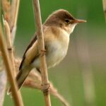 640px-Acrocephalus_scirpaceus_Vlaskop_cropped