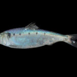 640px-Alosa_fallax