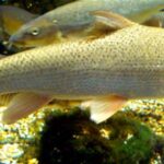 640px-Barbel