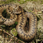 640px-Benny_Trapp_Vipera_berus