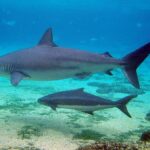 640px-Carcharhinus_obscurus_at_Seaworld