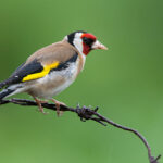 640px-Carduelis_carduelis_1_(Marek_Szczepanek)