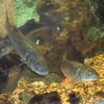 640px-Dicentrarchus_labrax