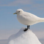 640px-Ivory_Gull_Portrait