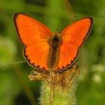 640px-Lycaena_virgaureae