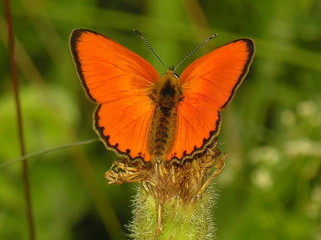 Ohniváček celíkový