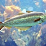 640px-Pollachius_pollachius_aquarium
