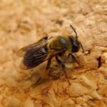640px-Second_brood_Andrena_bicolor_female_-_Flickr_-_gailhampshire
