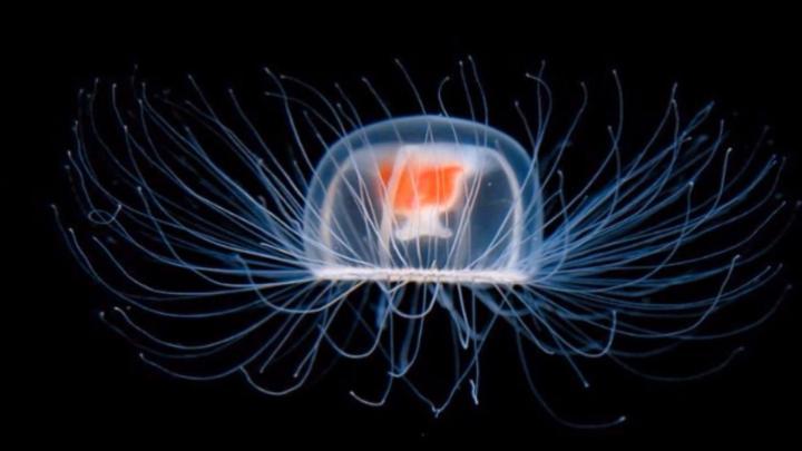 Turritopsis nutricula