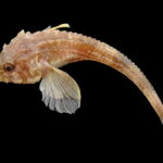 800px-Agonus_cataphractus