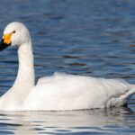 800px-Cygnus_bewickii_01