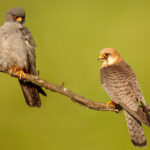 800px-Falco_vespertinus_3_(Martin_Mecnarowski)