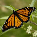 800px-Monarch_Butterfly_17-03-2006_6-44-40_p.m.