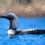 800px-PacificLoon24