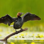 Kormorán malý 800px-Phalacrocorax_pygmeus_1_(Martin_Mecnarowski)