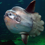 800px-Sunfish2