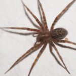 Pokoutník domácí 87933413