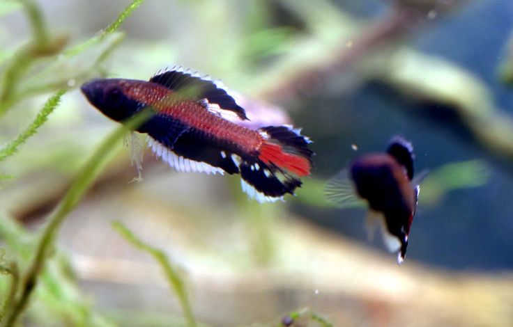 Parosphromenus ornaticauda