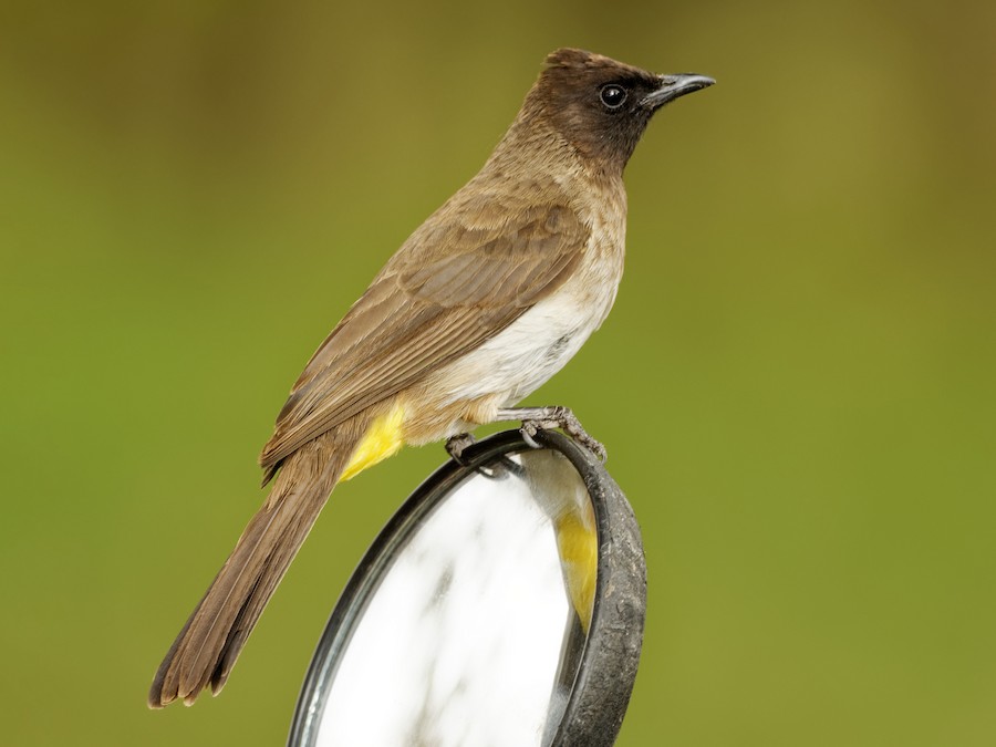 Bulbul zahradní