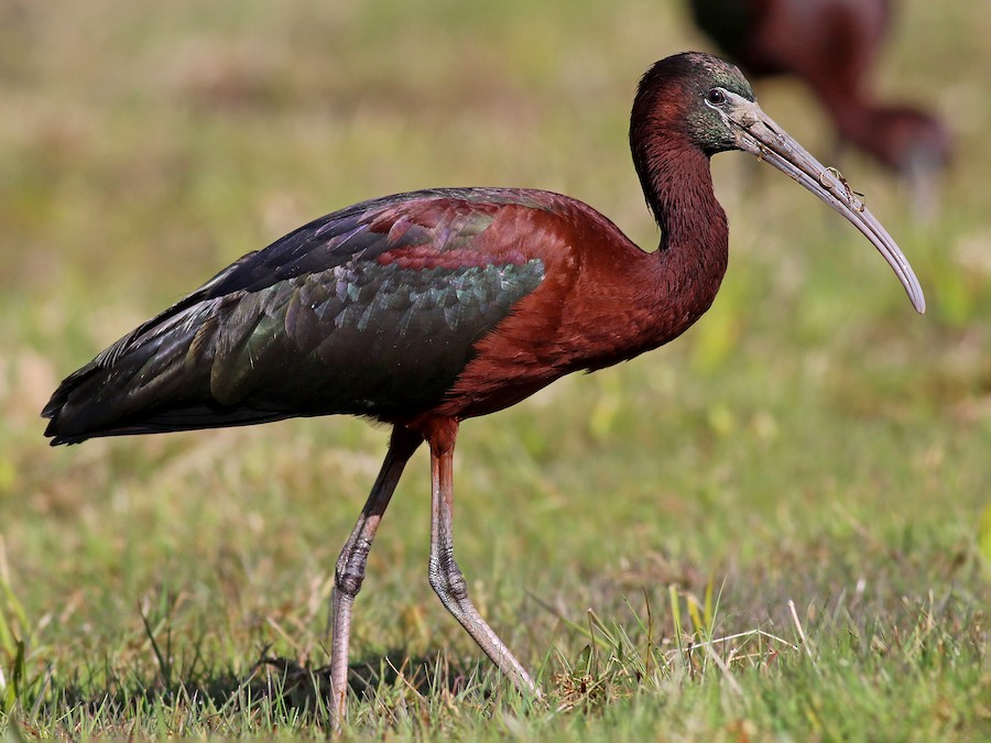 Ibis hnědý