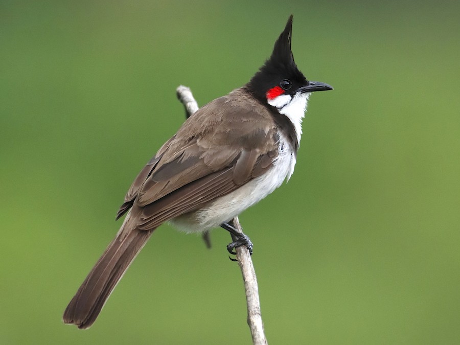 Bulbul červenouchý