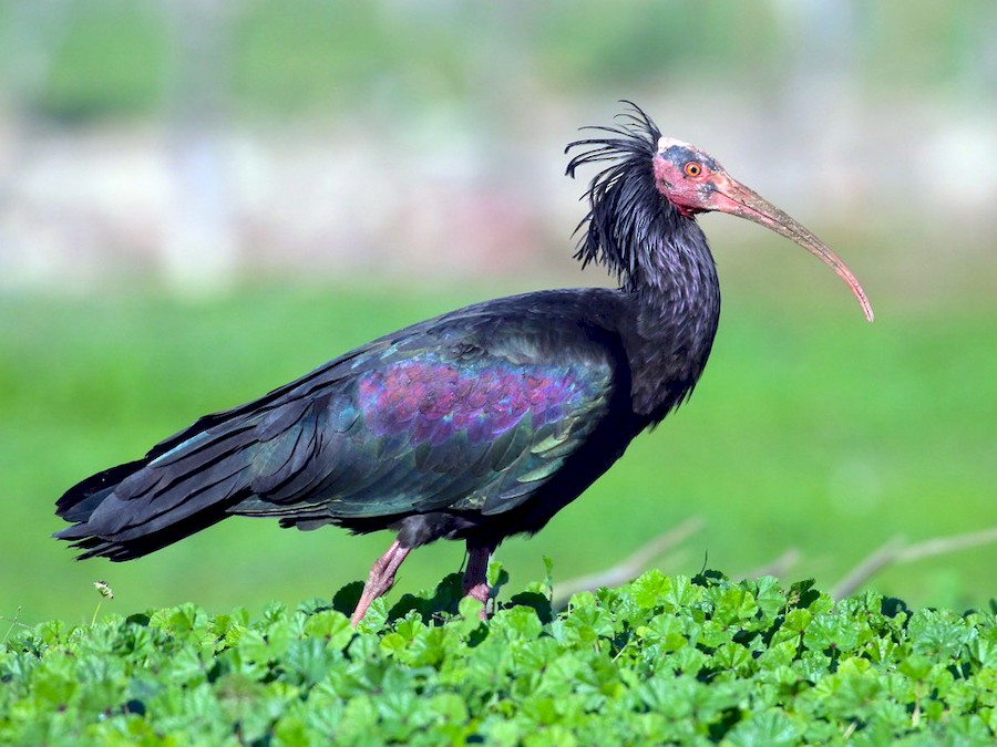 Ibis skalní