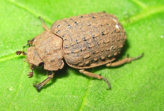 Omorgus asper