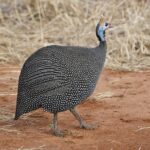 960px-Helmeted_Guineafowl_(Numida_meleagris)
