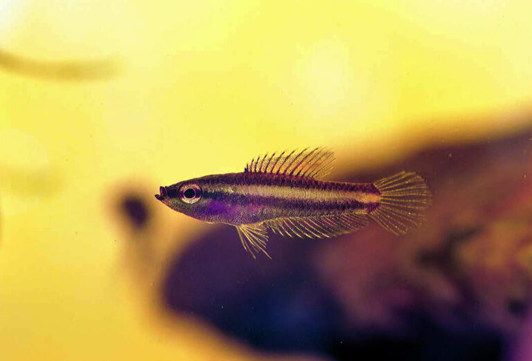 Parosphromenus parvulus A-Parosphromenus_parvulus_-_Lennart_Brimstedt