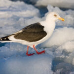 AGAMI-Kamtsjatkameeuw,-Slaty-backed-Gull,-Larus-schistisagus-Marc-Guyt-5093