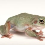 A cave-dwelling frog (Litoria cavernicola) at the Wild Life Sydney Zoo.