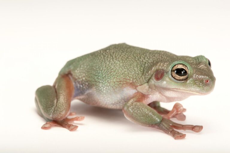A cave-dwelling frog (Litoria cavernicola) at the Wild Life Sydney Zoo.