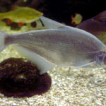 Abramis_ballerus