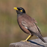 Acridotheres_tristis_-Sydney,_Australia-8